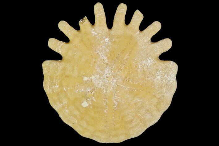 Fossil Sand Dollar (Heliophora) - Boujdour Province, Morocco #106750